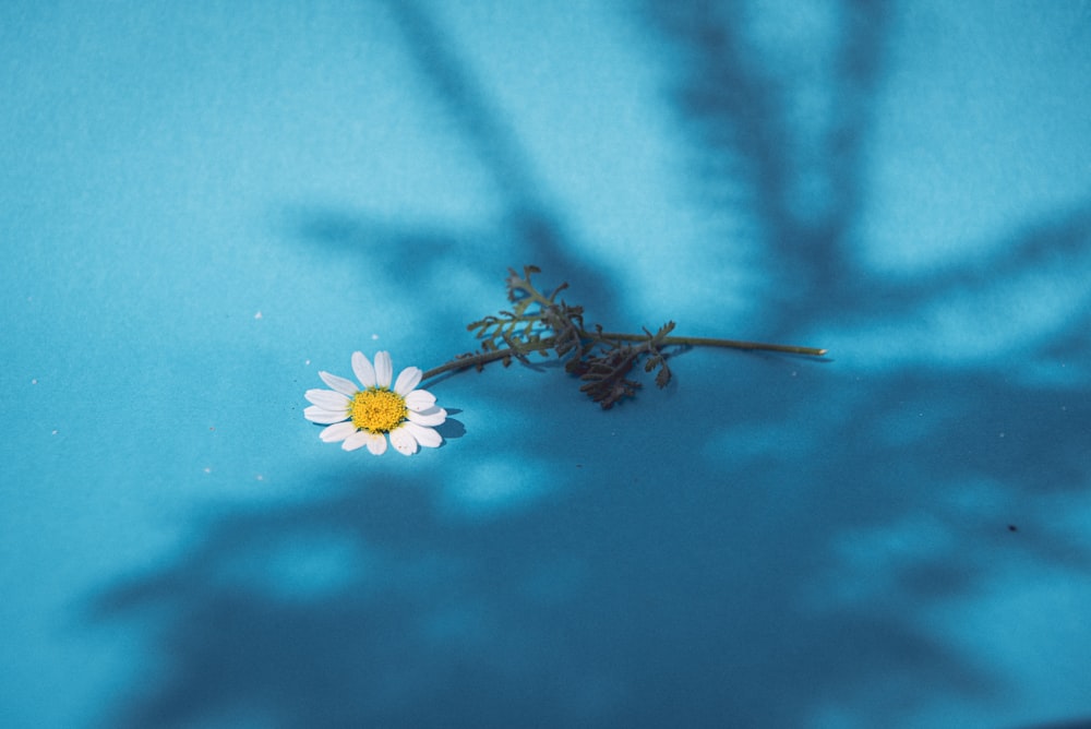 una sombra de una planta y una flor sobre una superficie azul