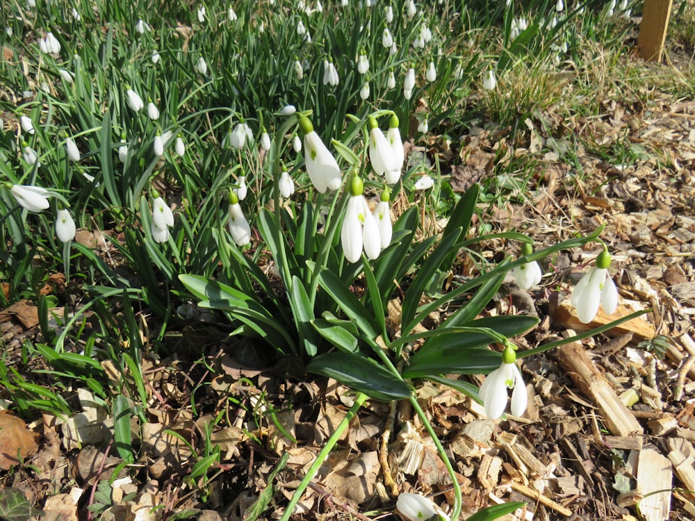 a bunch of flowers that are in the dirt