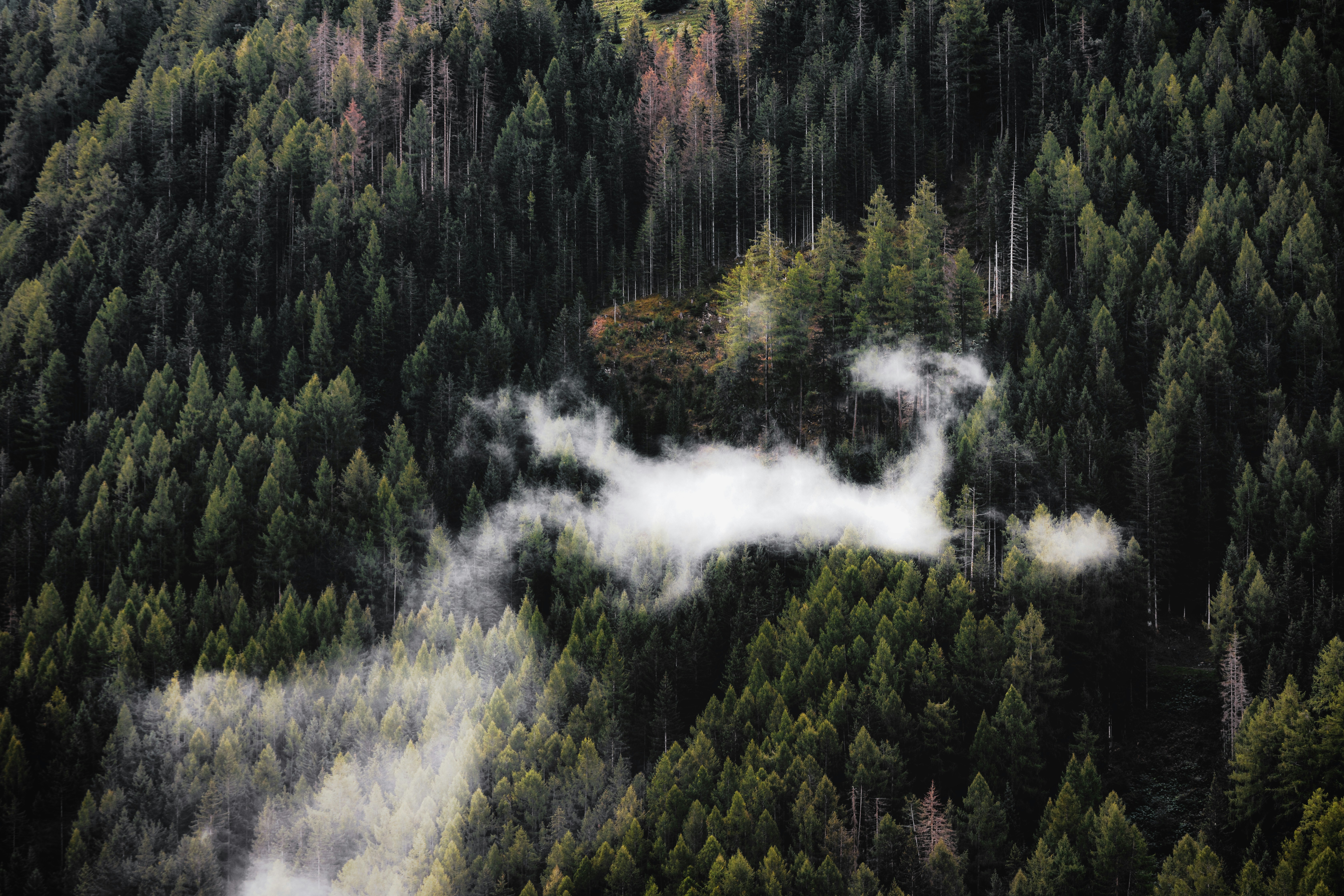 An aerial view of a forest with trees and clouds photo – Free Nature ...
