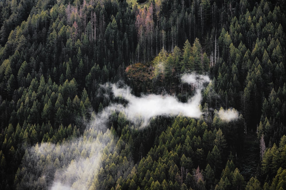 an aerial view of a forest with trees and clouds