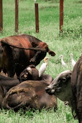 Several cattle are resting on a grassy field, surrounded by green vegetation. White birds, likely egrets, are perched on and around the cattle, creating a peaceful and pastoral scene.
