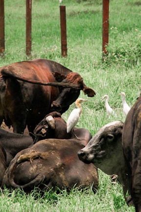 Wide shot of cattle resting peacefully near a water trough on a sunny day.
