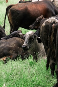 a herd of cattle grazing on a lush green field