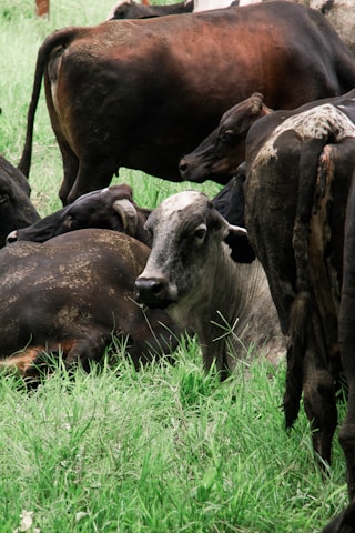 a herd of cattle grazing on a lush green field