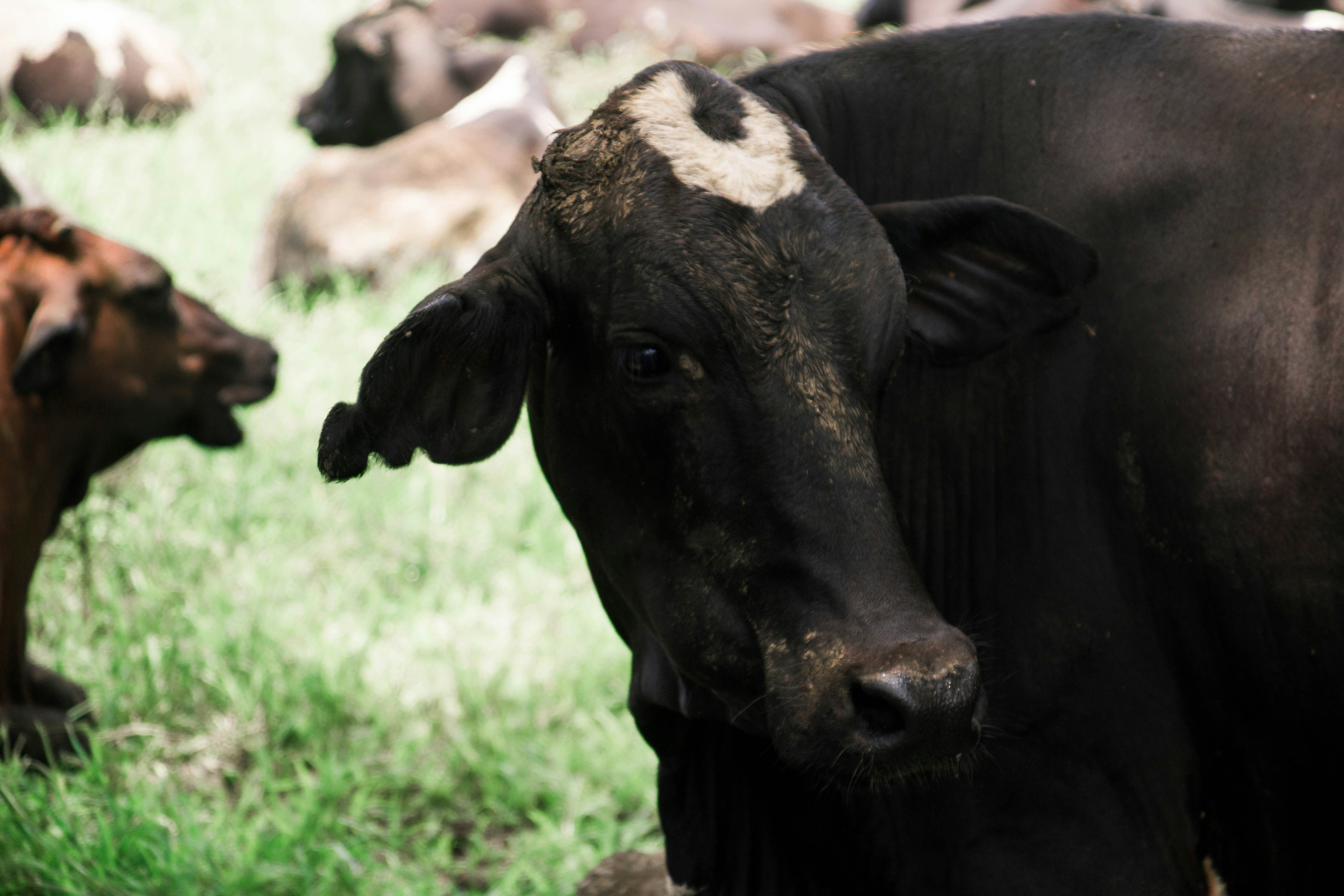 Photo by bhongbahala10