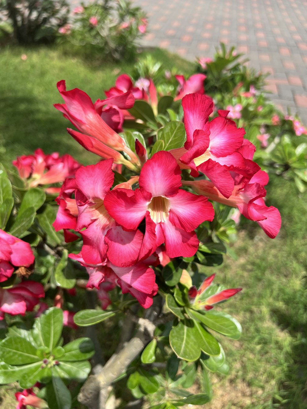 a bush of red flowers with green leaves