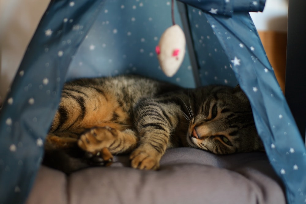 a cat is laying down in a tent