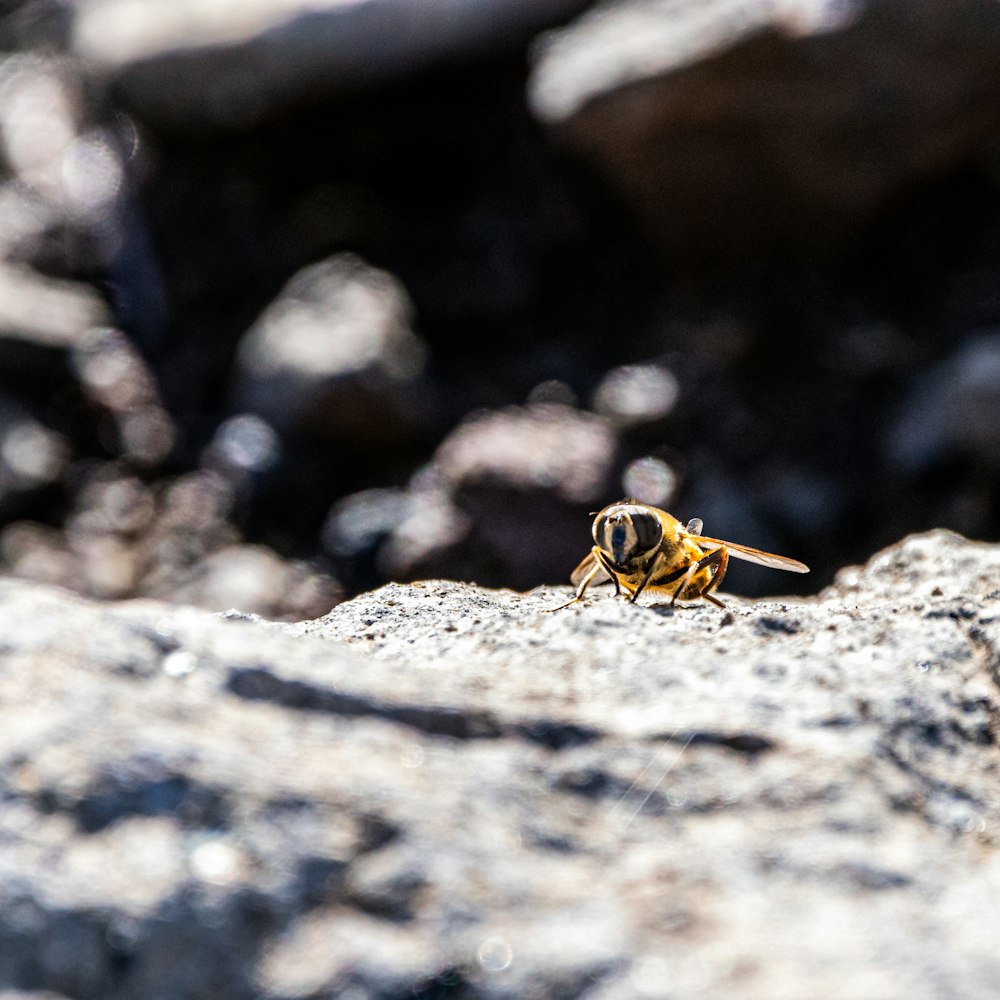 Gros plan d’une abeille sur un rocher