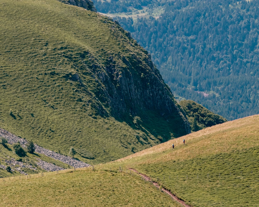 a couple of sheep standing on top of a lush green hillside