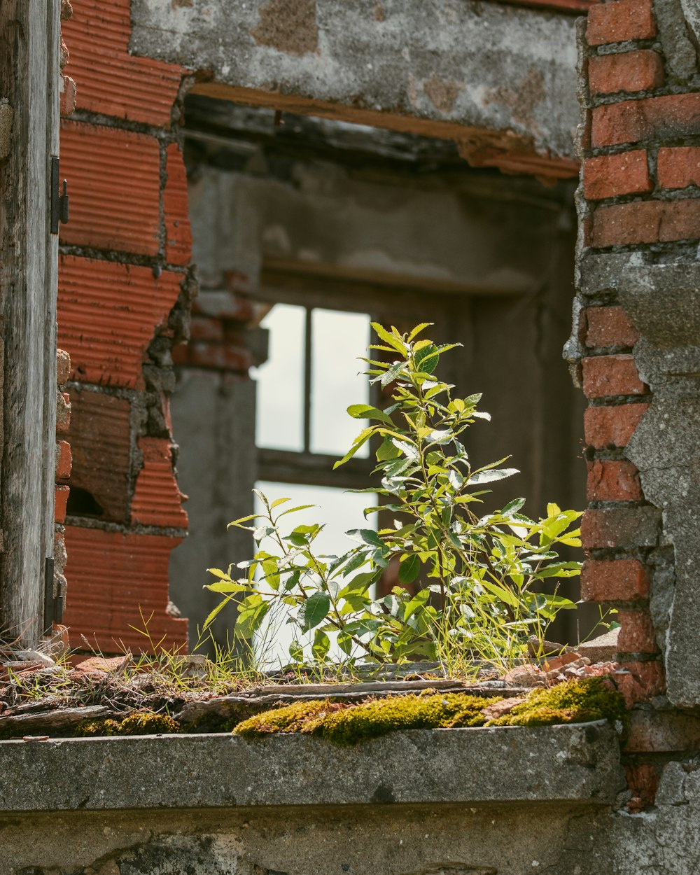 a plant is growing out of a window sill