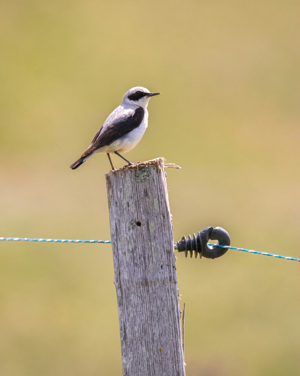 un petit oiseau assis au sommet d’un poteau en bois