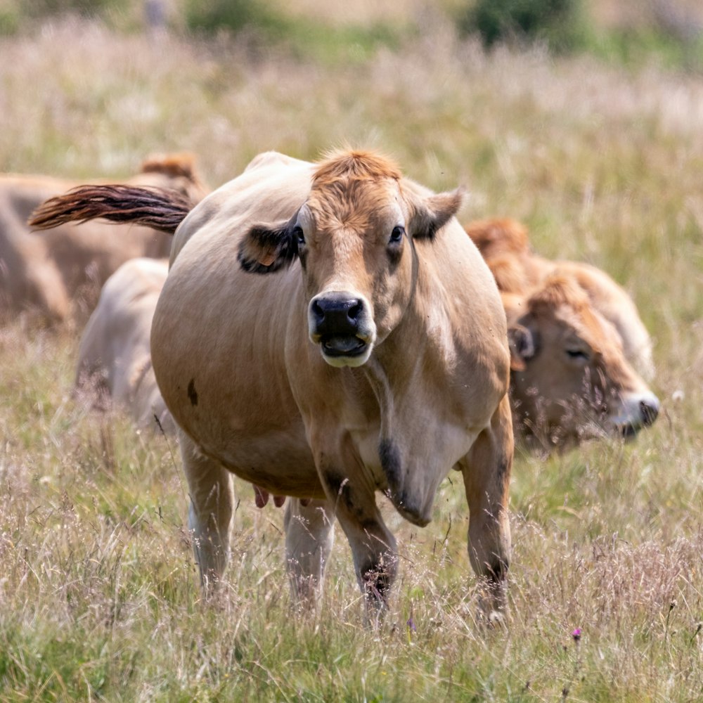 Una manada de ganado de pie en la parte superior de un campo cubierto de hierba