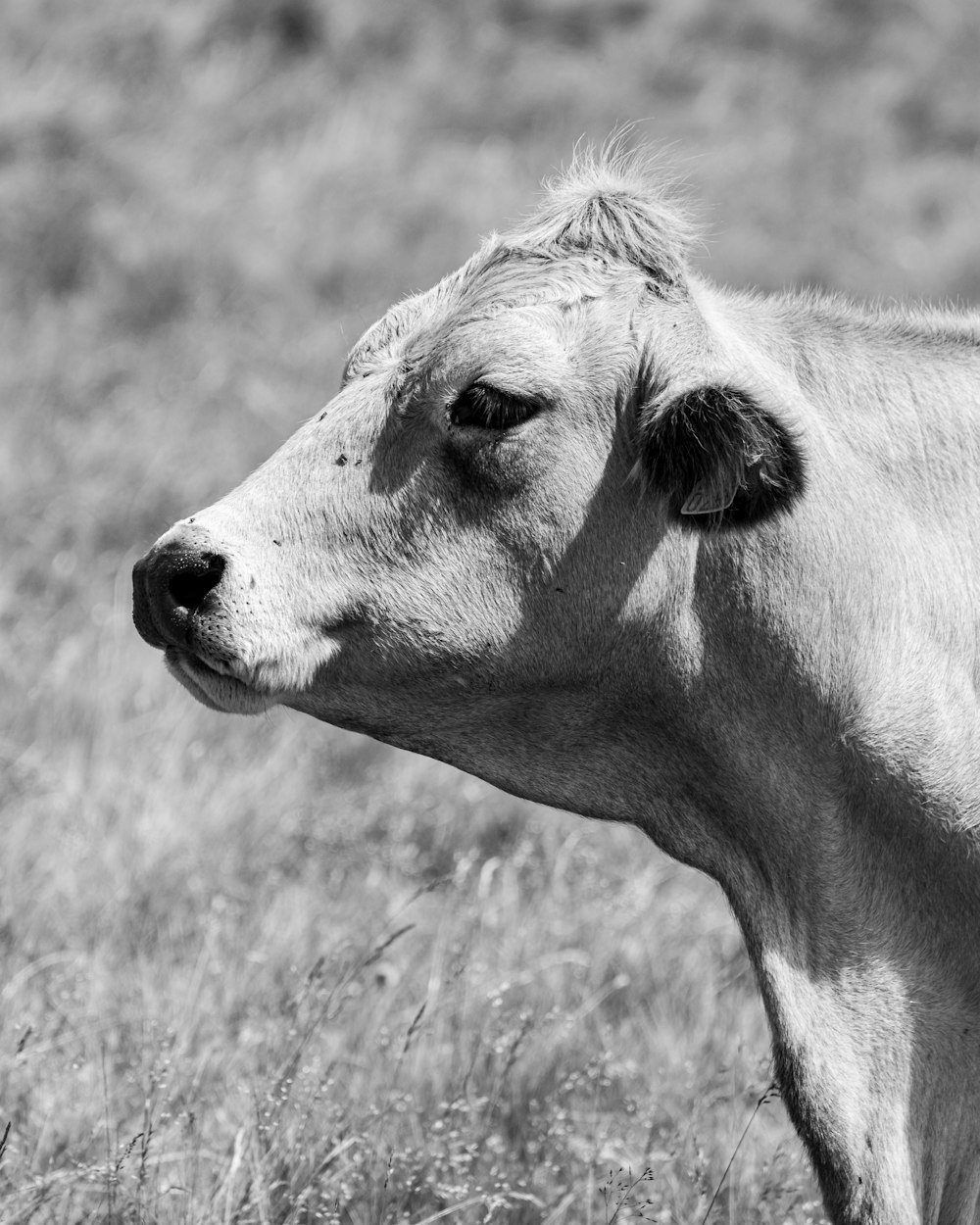 une photo en noir et blanc d’une vache dans un champ