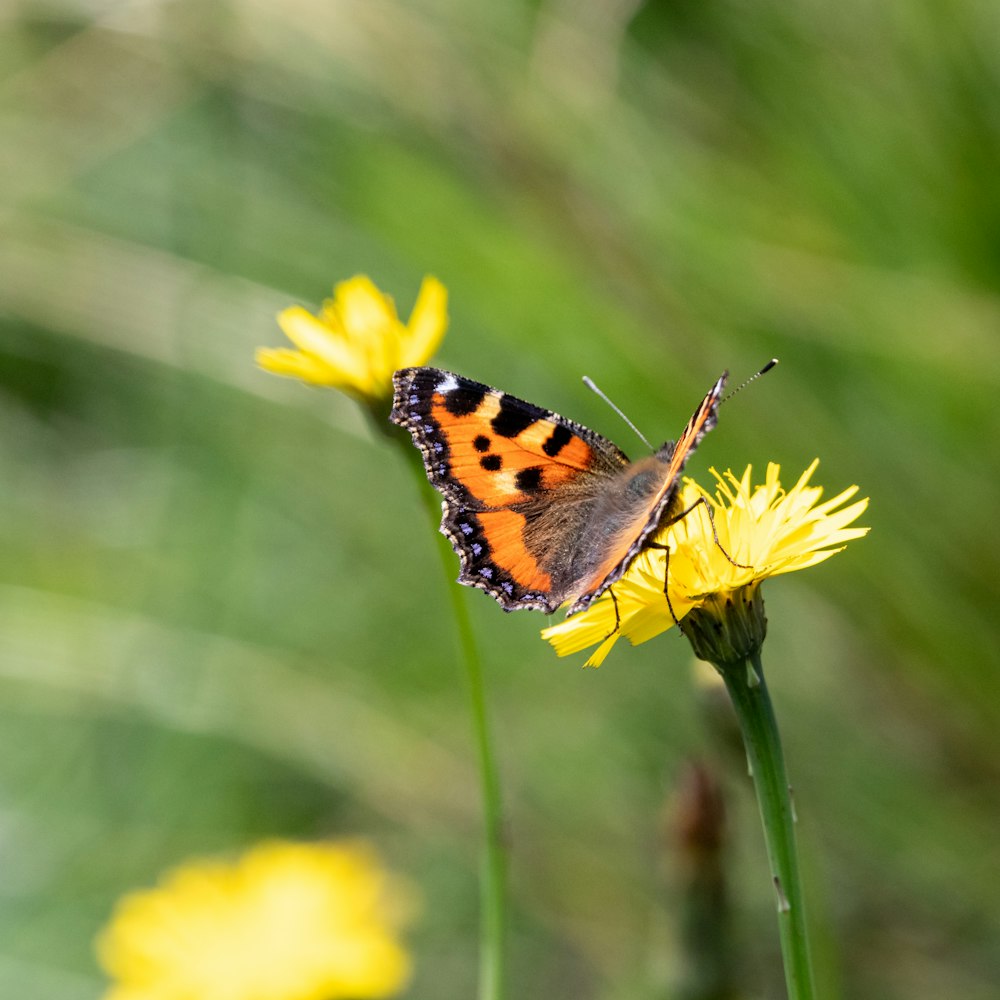 an orange and black butterfly sitting on a yellow flower