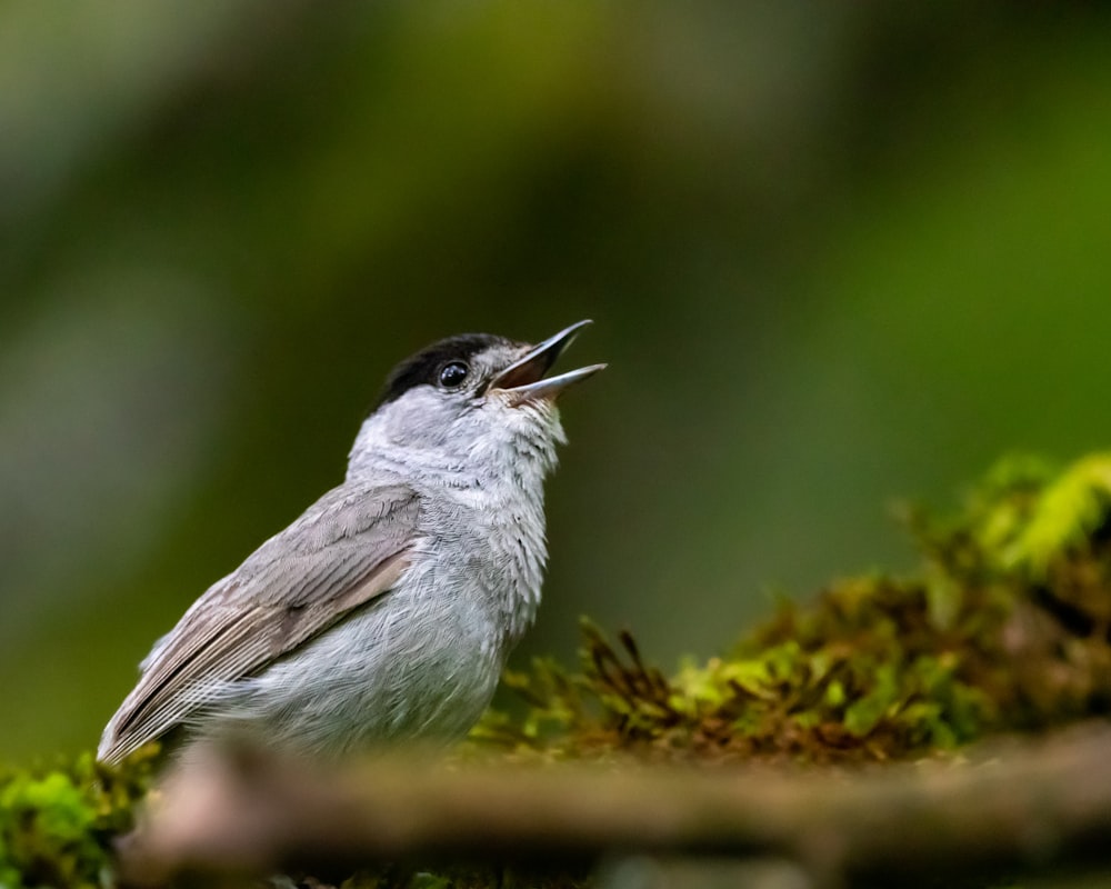 a small bird with its mouth open on a mossy branch