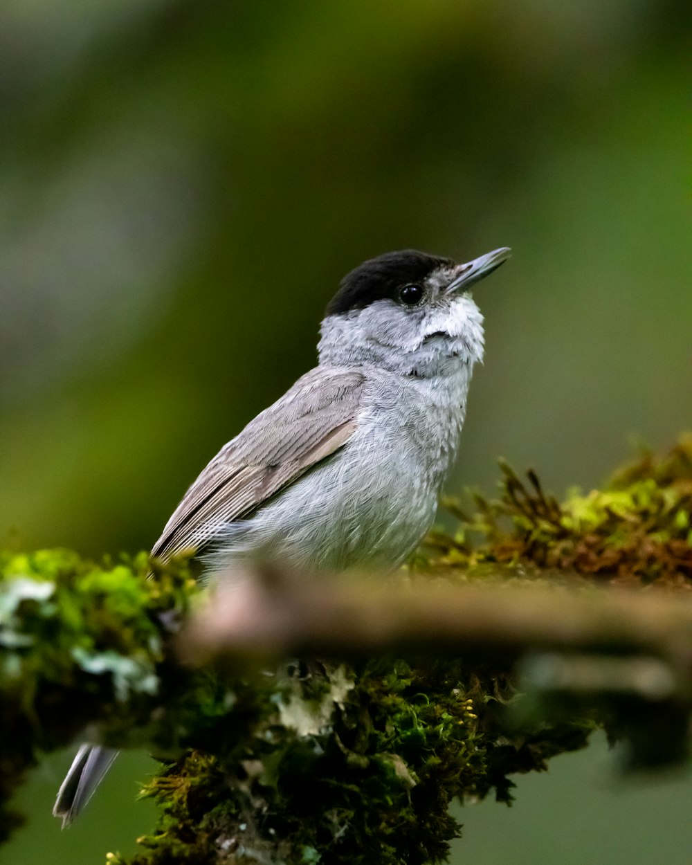 a small bird perched on a mossy branch