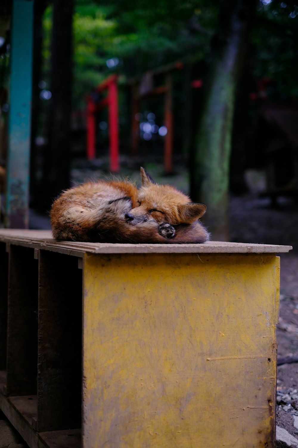 a cat sleeping on top of a yellow box