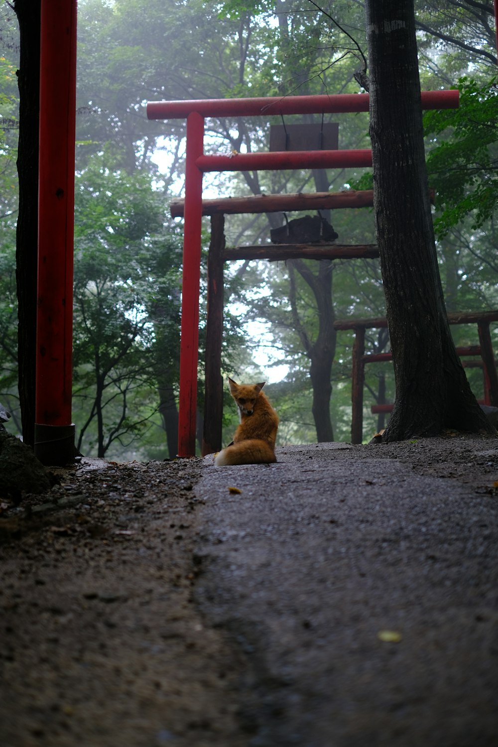a cat sitting on the ground in front of a red structure