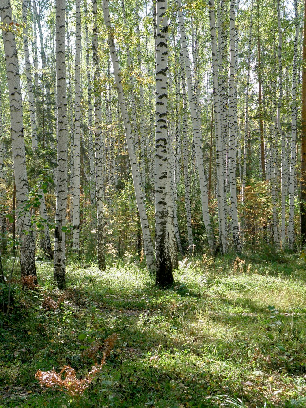 uma floresta cheia de árvores brancas altas