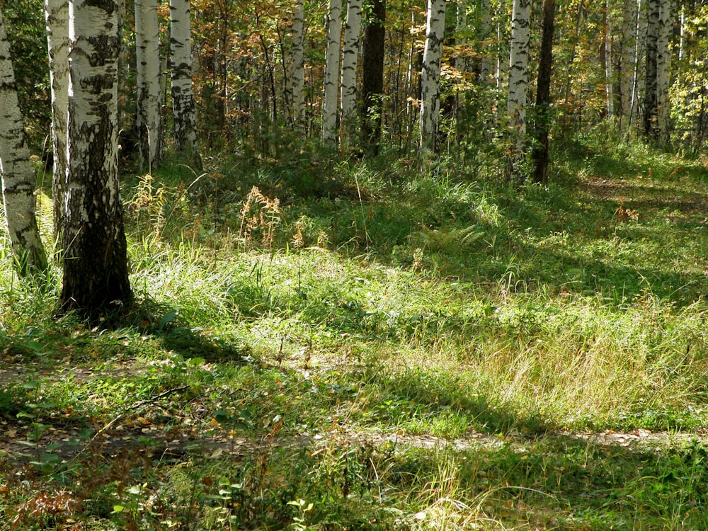 a forest filled with lots of trees and grass