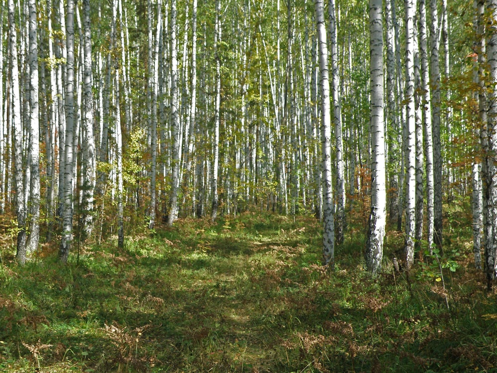 a forest filled with lots of tall white trees