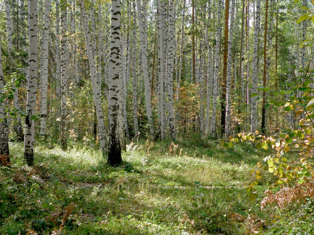 a grove of birch trees in a forest