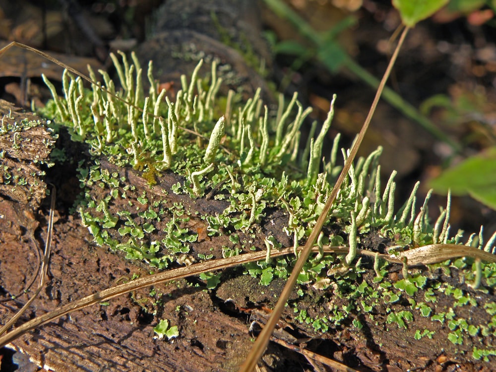 a close up of a moss growing on a log