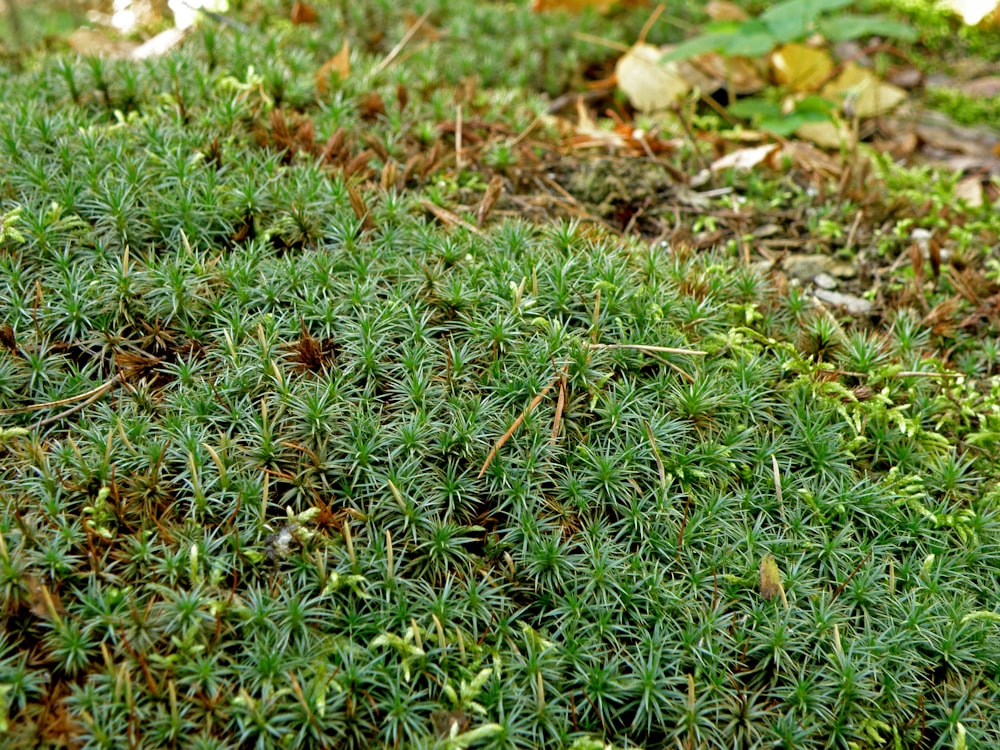 a close up of a patch of green moss