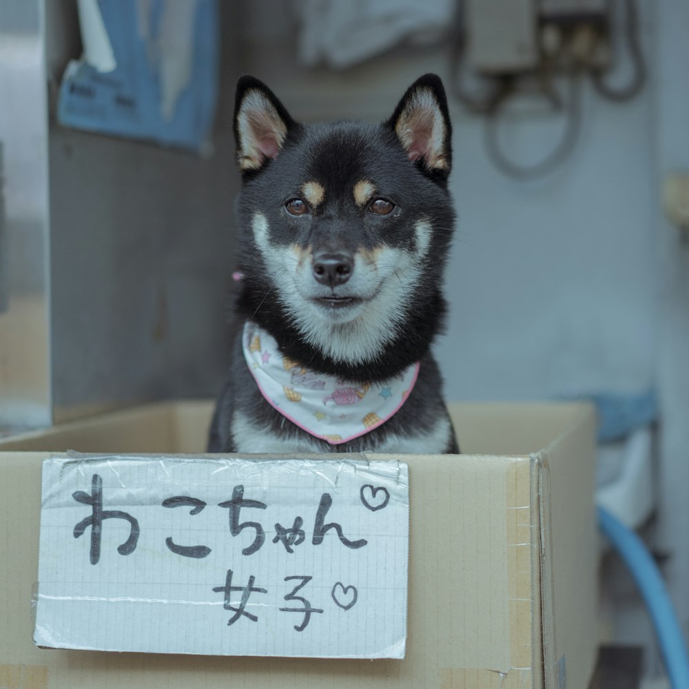 a dog with a bandana sitting in a box