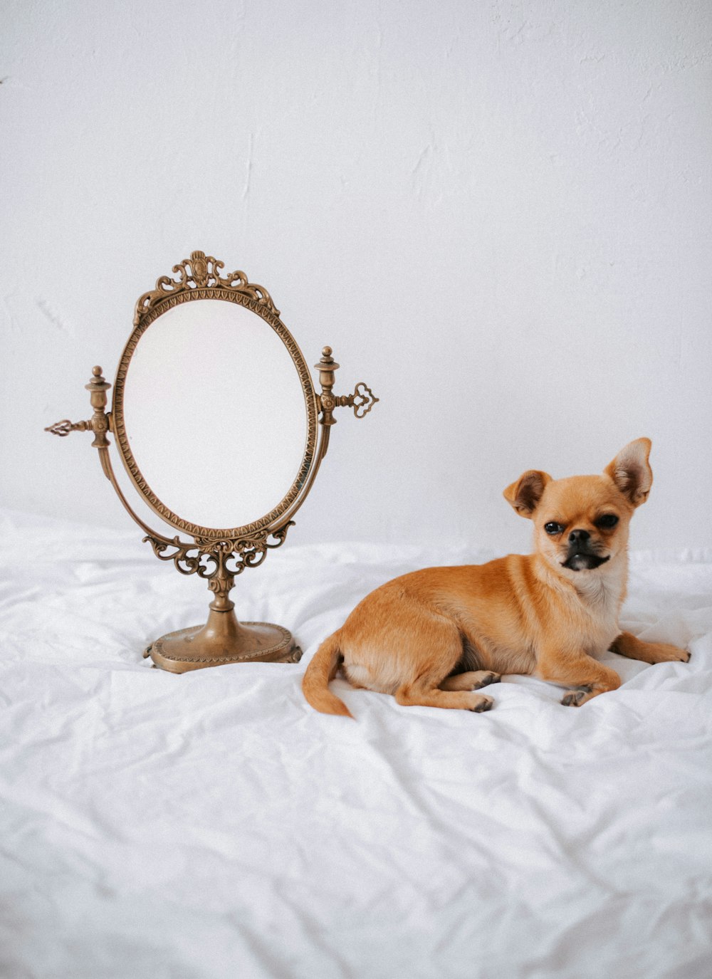 a dog laying on a bed next to a mirror