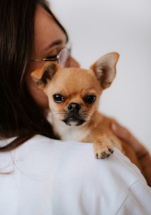 A small tan chihuahua being held close to a person's shoulder, who is wearing glasses and a white shirt. The chihuahua looks directly at the camera with a calm expression.