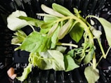 Fresh green leaves and stems are lying on a black plastic tray, with a single small brown object located at the bottom left corner.