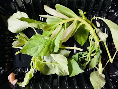 Fresh green leaves and stems are lying on a black plastic tray, with a single small brown object located at the bottom left corner.