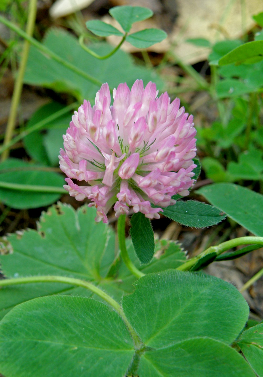 a pink flower with green leaves on the ground