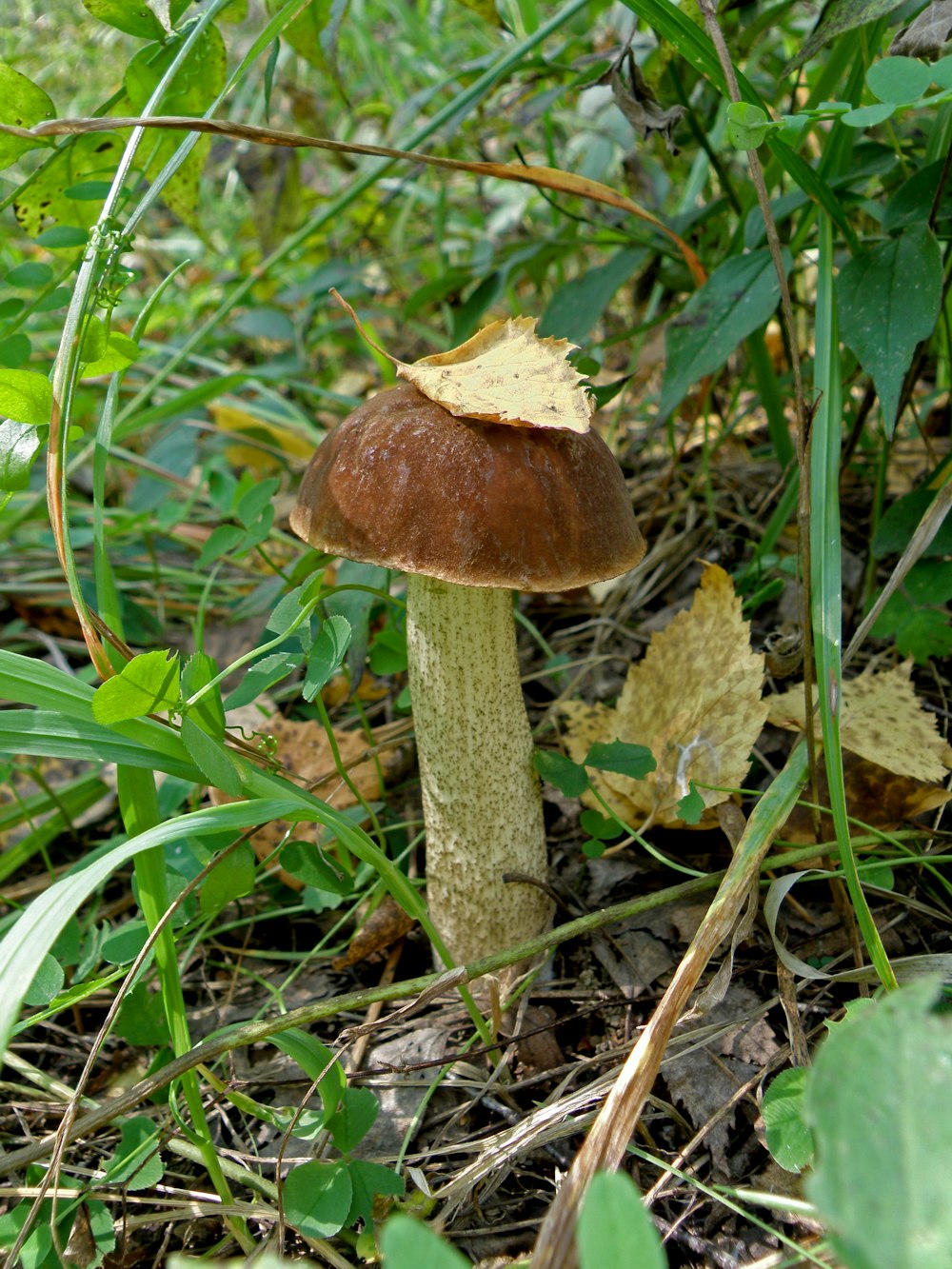 a brown mushroom sitting on the ground in the grass