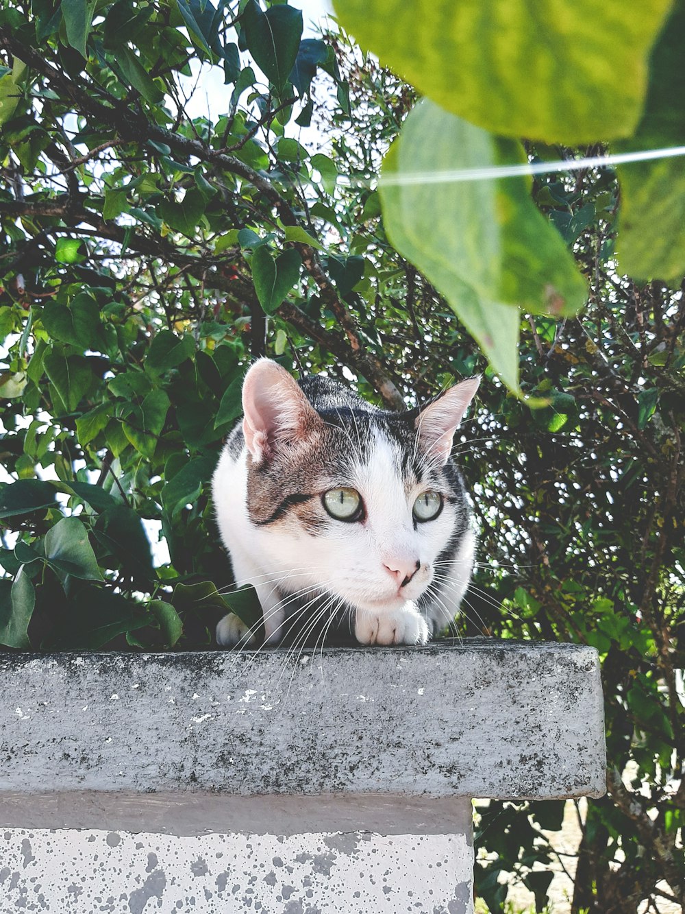 a cat sitting on top of a cement block