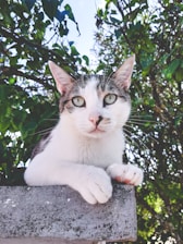 a cat sitting on top of a cement block