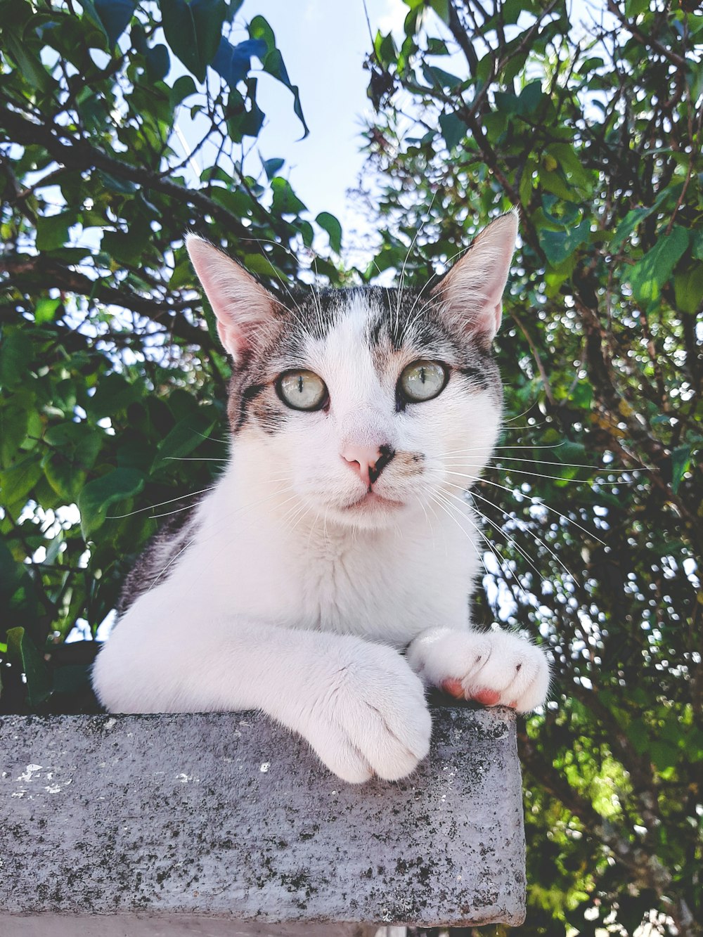 a cat sitting on top of a cement block