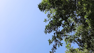 A professional arborist trimming a healthy oak tree under a clear blue sky.