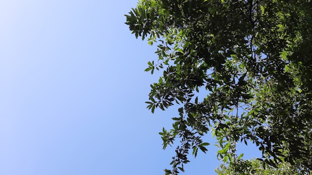 A professional arborist trimming a healthy oak tree under a clear blue sky.