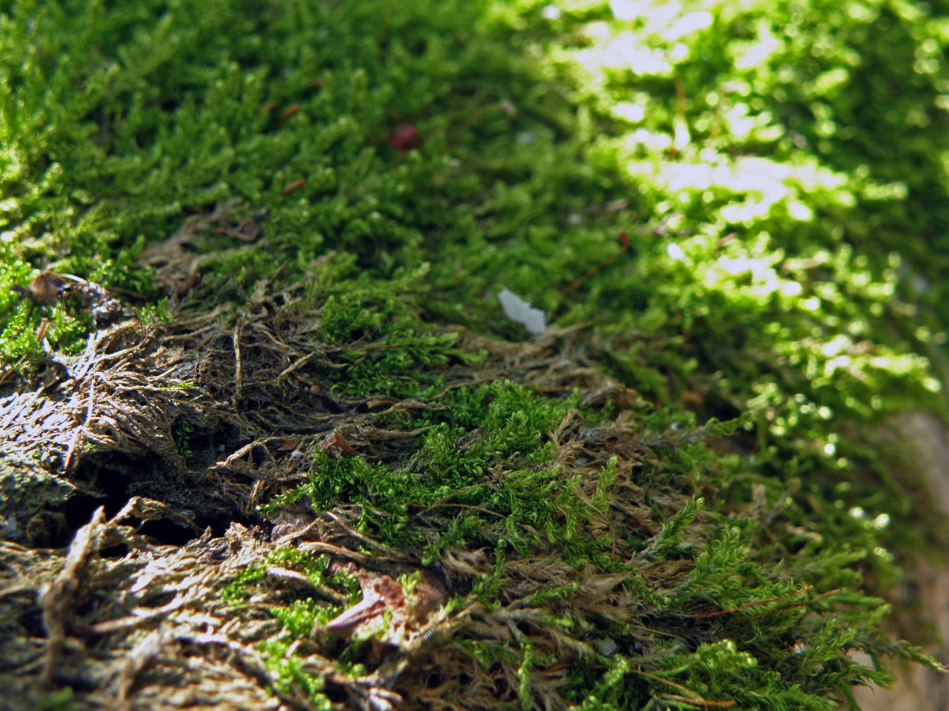 Photo by potato_potato_potato