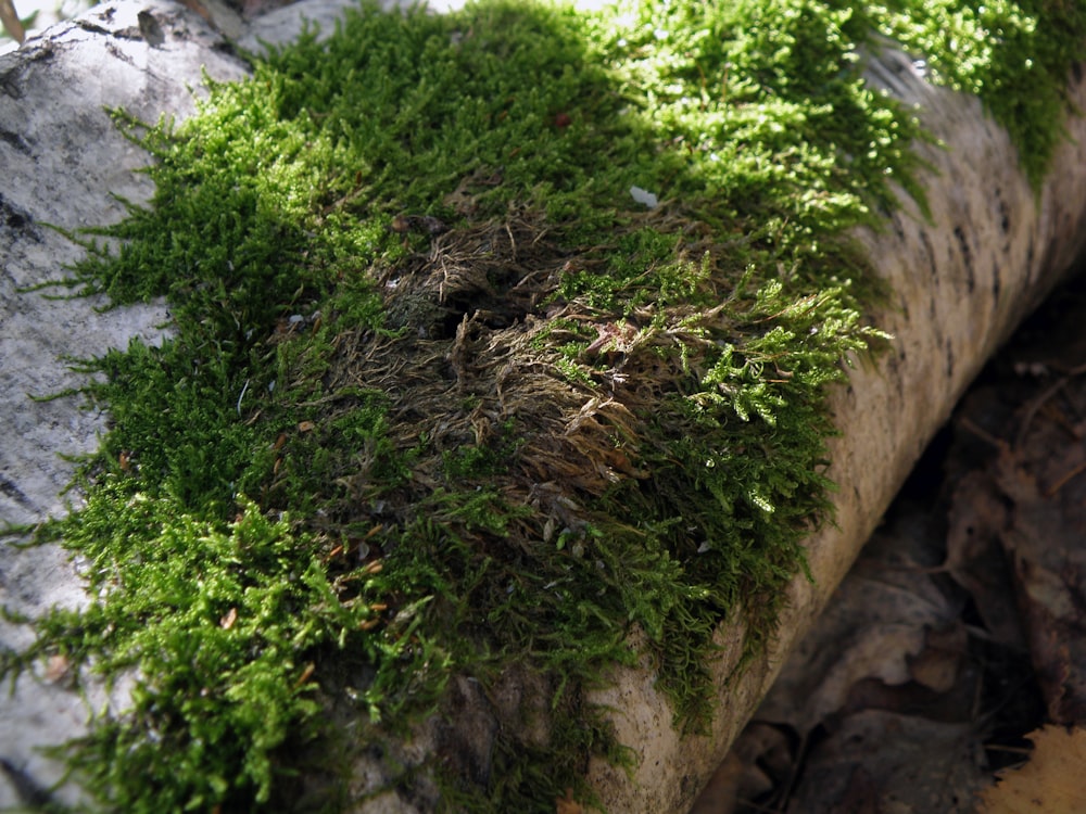a log covered in green moss sitting on the ground