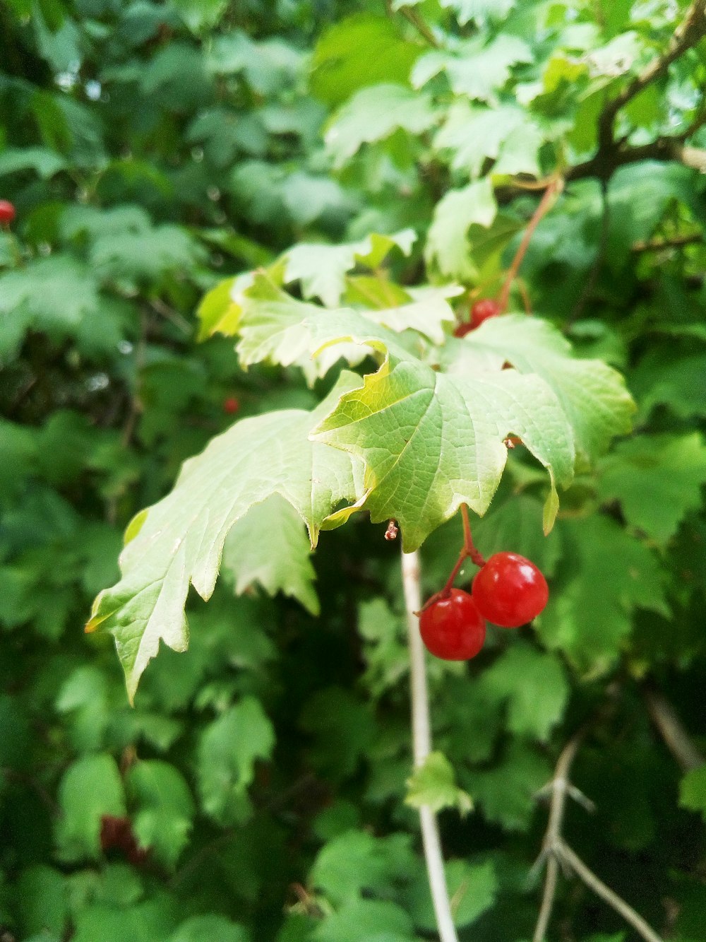 a close up of a tree with leaves and berries