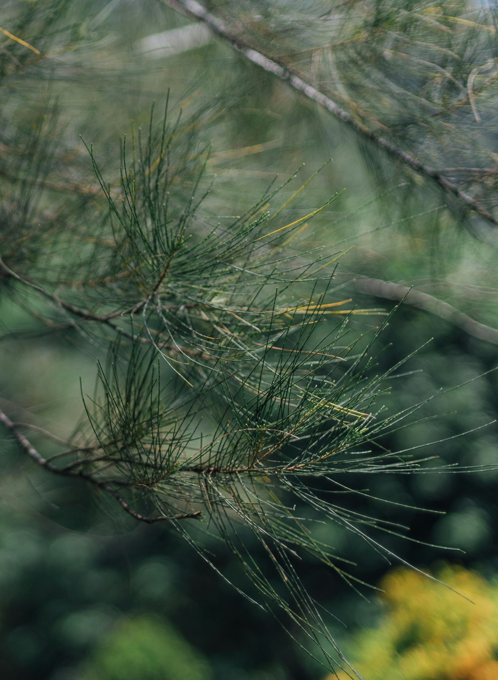 a bird perched on top of a tree branch