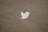 A white silhouette of a bird is centered on a plain brown cardboard background. The bird is rendered in a minimalistic style, likely representing a logo.