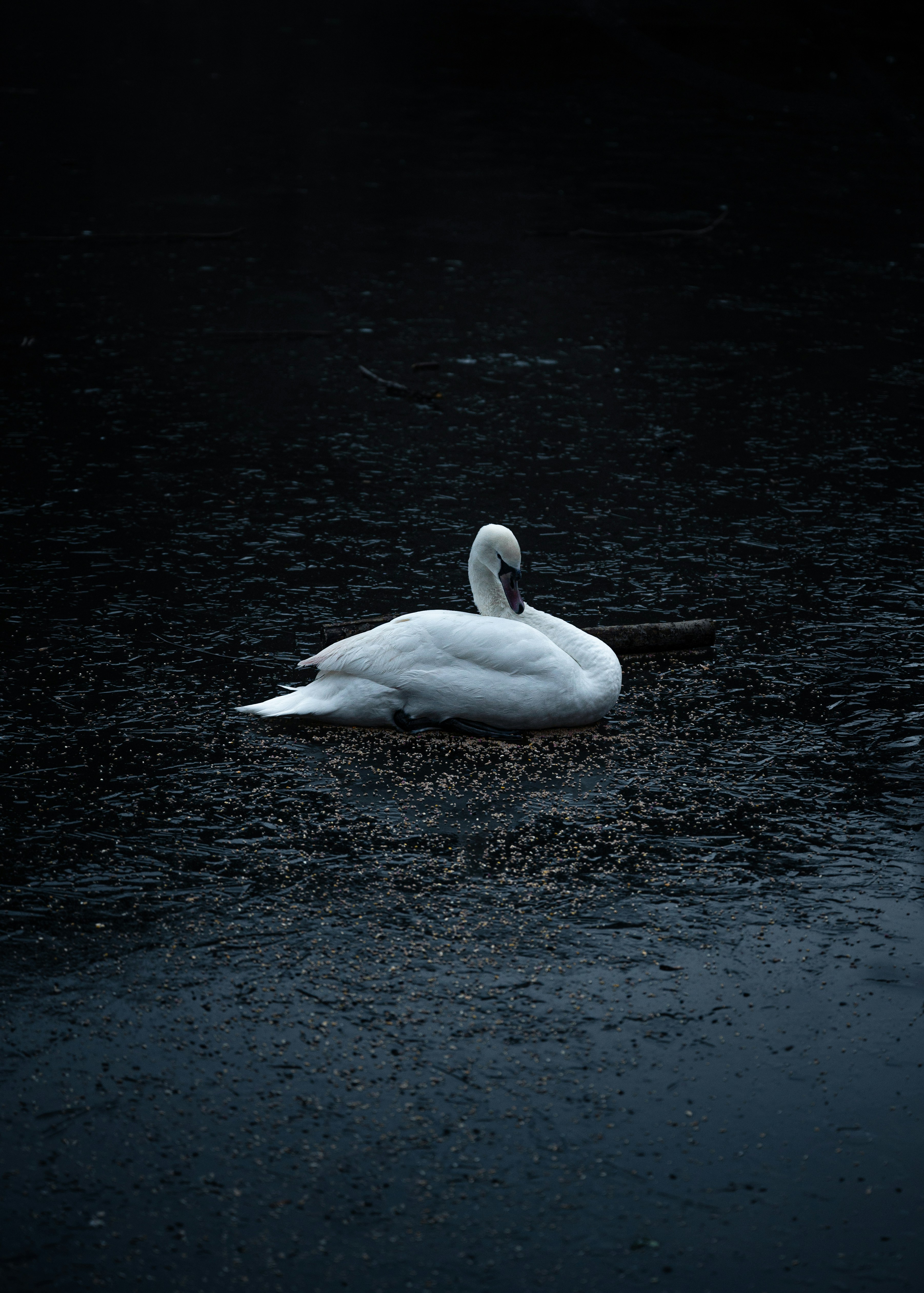Photo by hldnr