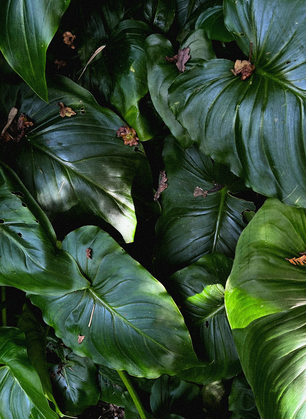 a close up of a plant with large green leaves