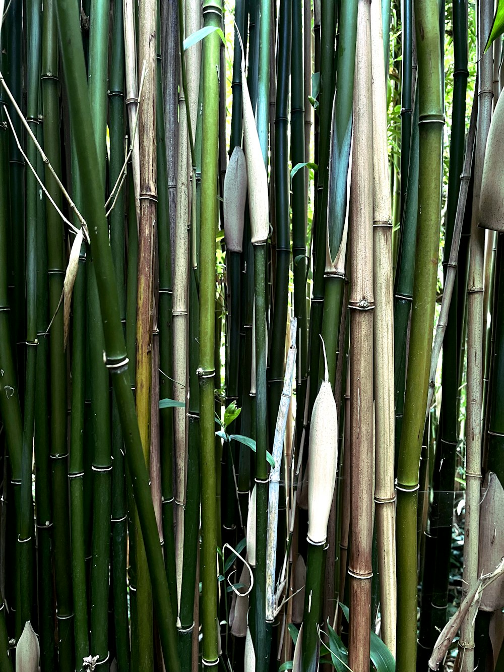 a bunch of green and white bamboo plants