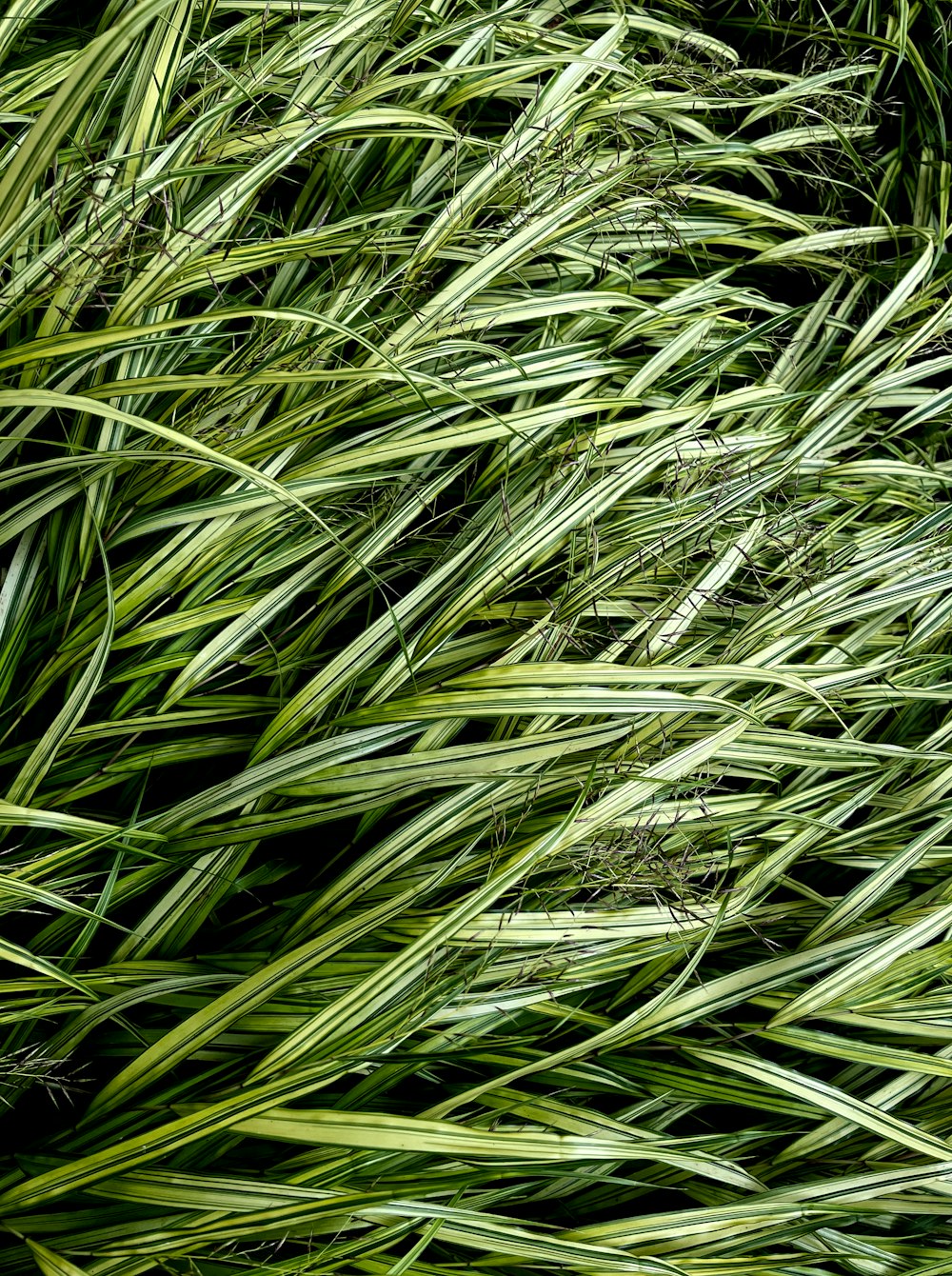 a close up of a grass plant with lots of green leaves