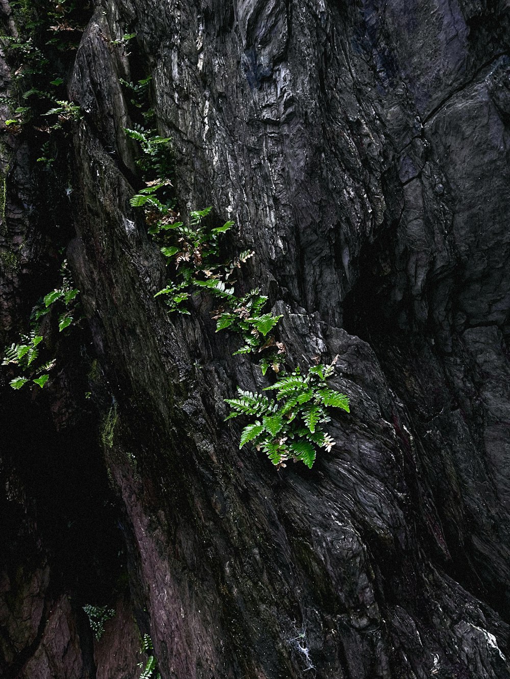 a tree growing on the side of a cliff